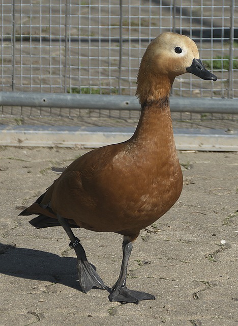 中國和日本
